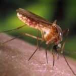 SP confirma dois casos de febre do Nilo Ocidental