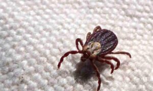 SP registra 18 mortes por febre maculosa em 19 casos confirmados