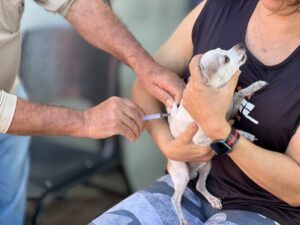 Goiânia realiza campanha antirrábica com vacinas gratuitas para cães e gatos