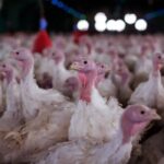 Agricultura confirma foco de doença de Newcastle em Santa Catarina