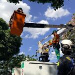 Comurg capacita servidores para trabalho em altura de manejo arbóreo