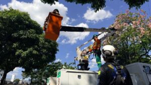 Comurg capacita servidores para trabalho em altura de manejo arbóreo