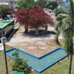 Comurg planta 15,4 mil mudas de flores e substitui árvores secas no Centro de Goiânia