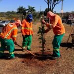 Comurg planta mais de mil árvores em 27 dias e prevê mais 551 até 2 de novembro