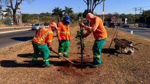 Comurg planta mais de mil árvores em 27 dias e prevê mais 551 até 2 de novembro
