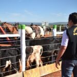 GDF amplia ações de defesa sanitária animal com nova equipe gestora