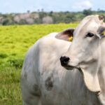 GDF reforça prazo para vacinação contra brucelose no Distrito Federal