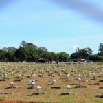 Mais de 600 mil pessoas devem visitar os cemitérios do DF no Dia de Finados